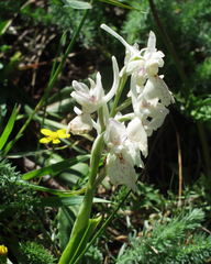 Orchis laeta image