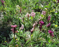 Orchis laeta image