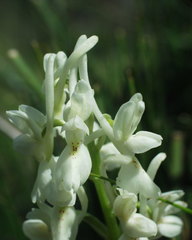 Orchis laeta image