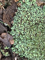 Ricciaceae