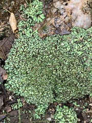Ricciaceae