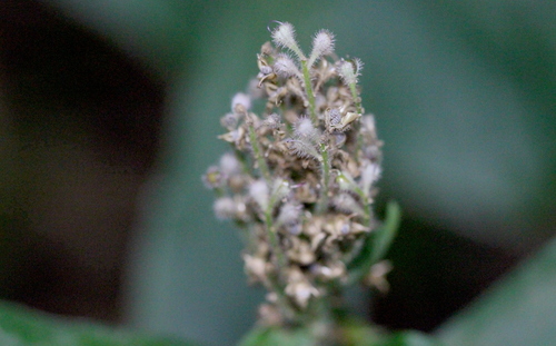 Image of Floscopa scandens by no rights reserved