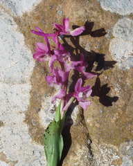 Orchis laeta image