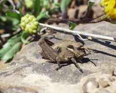 Pamphagus milevitanus