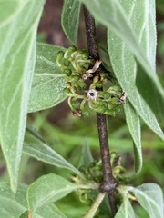 Afrocanthium gilfillanii
