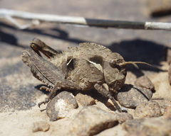 Pamphagus milevitanus