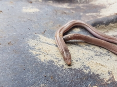 Amphisbaena vermicularis