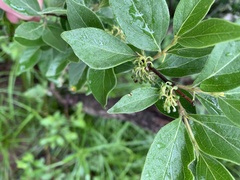 Afrocanthium gilfillanii
