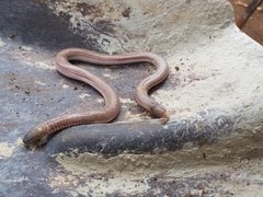 Amphisbaena vermicularis