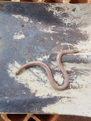 Amphisbaena vermicularis