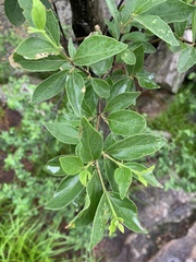 Afrocanthium gilfillanii