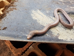 Amphisbaena vermicularis