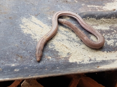 Amphisbaena vermicularis