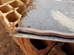 Amphisbaena vermicularis