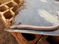 Amphisbaena vermicularis
