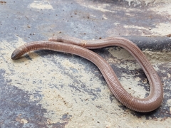 Amphisbaena vermicularis