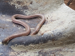 Amphisbaena vermicularis