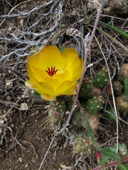 Maihueniopsis ovata