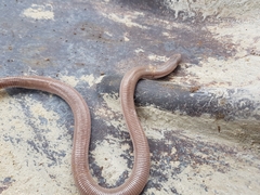 Amphisbaena vermicularis