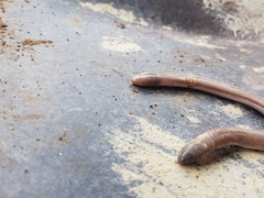 Amphisbaena vermicularis