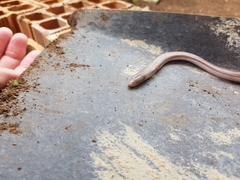 Amphisbaena vermicularis