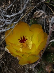 Maihueniopsis ovata
