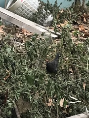 Turdus merula