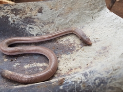 Amphisbaena vermicularis