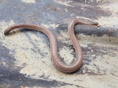 Amphisbaena vermicularis