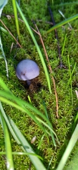 Basidiomycota