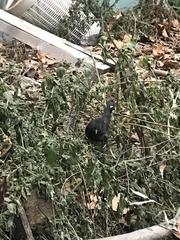 Turdus merula