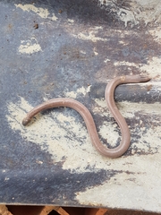 Amphisbaena vermicularis