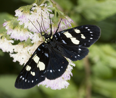 Episteme nigripennis