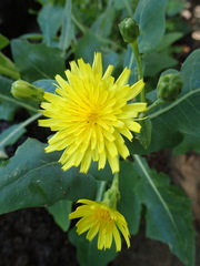 Sonchus brachylobus