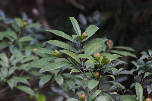Image of Ficus pyriformis by no rights reserved