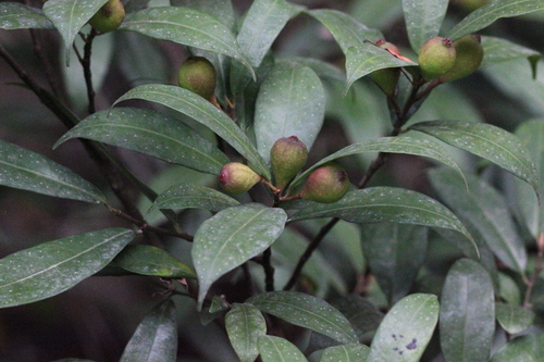 Image of Ficus pyriformis by no rights reserved