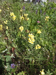 Linaria acutiloba