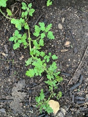 Chenopodium hederiforme dentatum
