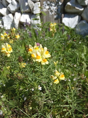 Linaria acutiloba