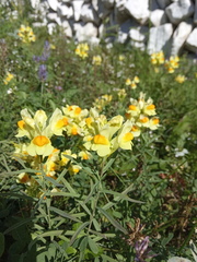 Linaria acutiloba