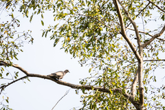 Streptopelia vinacea
