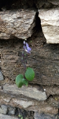 Rhynchoglossum