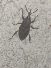 Metamasius hemipterus