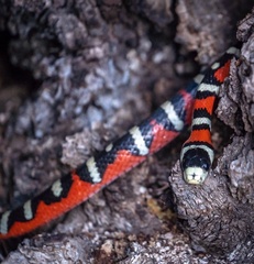 Lampropeltis pyromelana