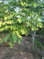 Xeroderris stuhlmannii