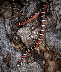 Lampropeltis pyromelana