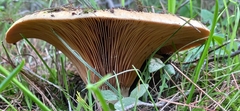 Lactarius