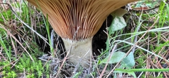 Lactarius