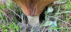 Lactarius
