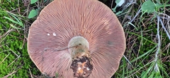 Lactarius